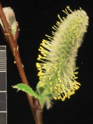Salix hookeriana. Male catkin.
 Image: D. Glenny © Landcare Research 2020 CC BY 4.0